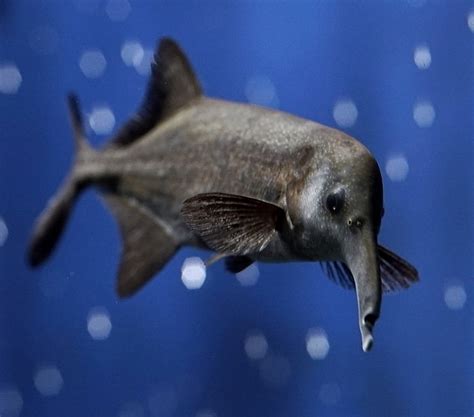 elephant nose fish